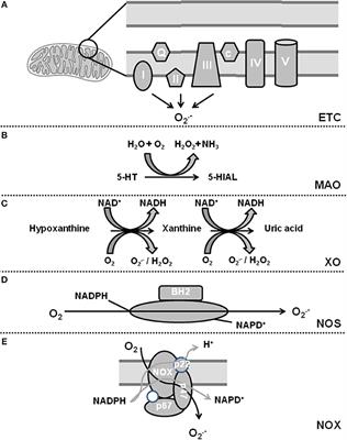 Review on Chamber-Specific Differences in Right and Left Heart Reactive Oxygen Species Handling